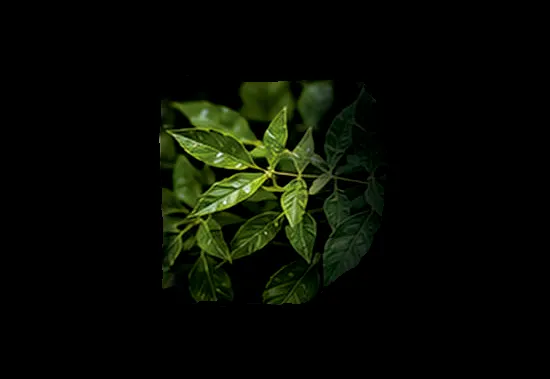Extracto de Neem repelente botánico natural