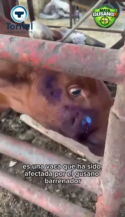 Aplicación de MATAGUSANOX en bovino afectado por gusano barrenador en Huejutla, Hidalgo